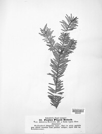 Pseudohelotium pineti image